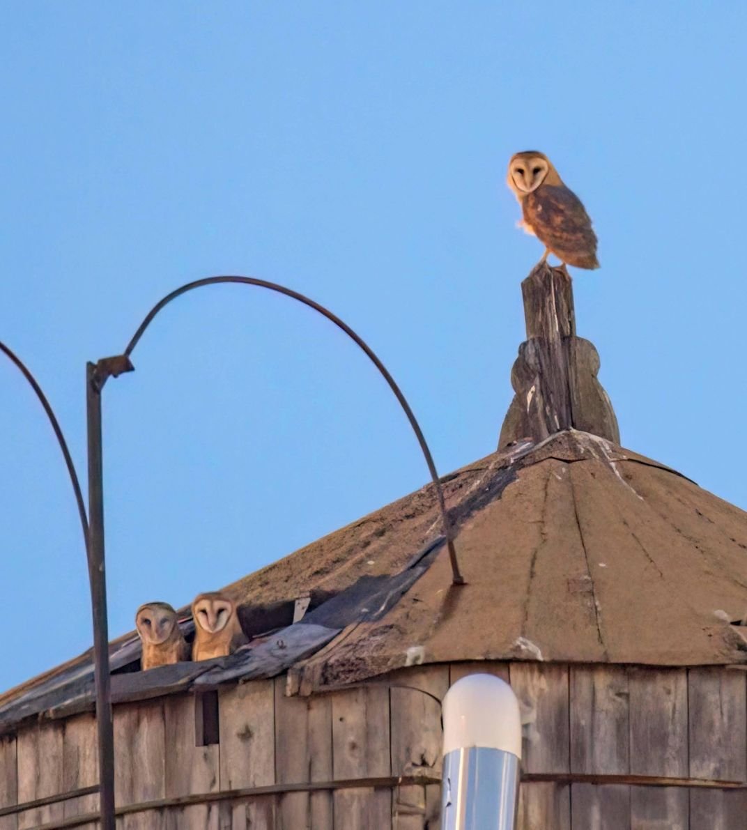 Nibbadevs's tweet photo. this is Meep Bird 2.0 (did 800k)

Scotty and his family of barn owls have made a nest in Manhattan and he's already a celebrity. people are FLOCKING to see them and its all over tiktok

First time in history a barn owl family has nested in manhattan and its blowing up EVERYWHERE in the city

name proof is everywhere. Scotty is the paternal leader and the most famous on socials so leading with him