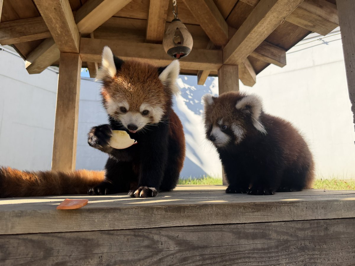 nishiyama_zoo's tweet photo. かのこ（母）と かのん（娘）
屋外運動場にて待機中のひとコマ。

りんごを食べようとしてペロペロなめていたかのん。あとから来たかのこに奪われ、食べられてしまいました。
かのんは何か言いたげにも見えますね…

#鯖江市西山動物園
#レッサーパンダ
#かのこ #かのん
#愛称が決まりました https://t.co/eg81cD4Zti