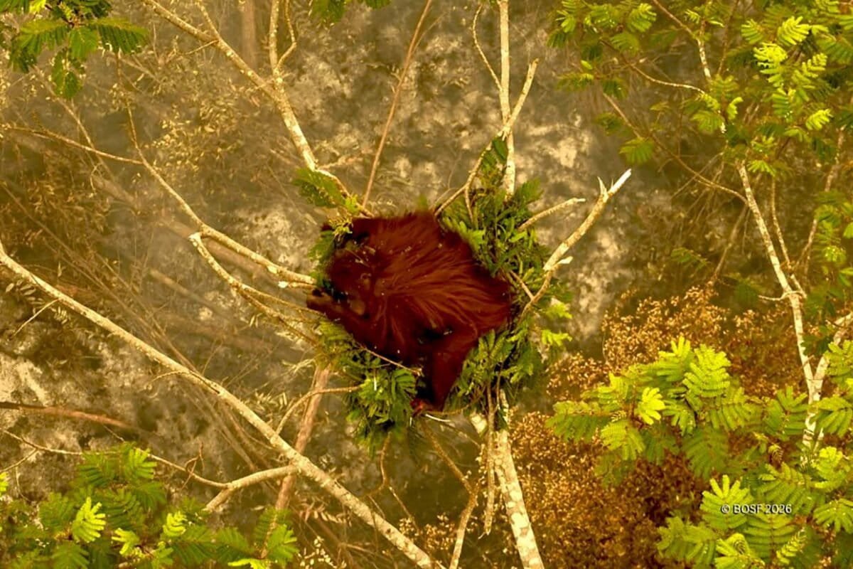 MongabayID tweet picture