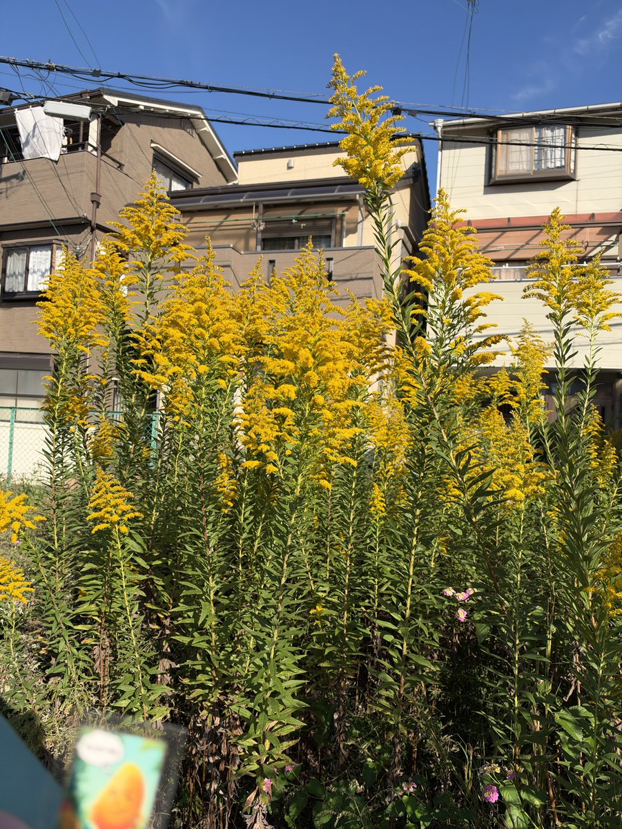 o_forest_kumiai's tweet photo. 花粉症の原因やと思ってへん？🤔

🥭「おはようさん☀マンゴーやんやで👏
今日のお友達は『セイタカアワダチソウ』や！

秋になると一面を黄色く染める植物で、みんな見たことあると思うけど、名前は意外と知られてない？
主に虫が花粉を運ぶ花で、花粉症の原因となるブタクサと間違われることがあるんやで！😳」

※詳細はALTに記載しています。
📷2026年10月17日撮影／泉大津市
#TLを花でいっぱいにしよう #野草