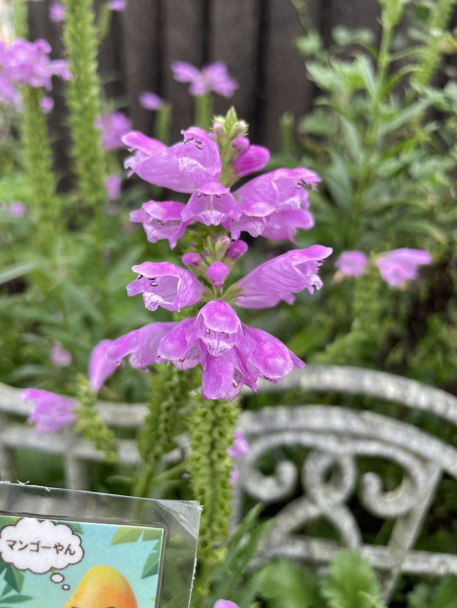 o_forest_kumiai's tweet photo. 🥭🥭
今日も1日お疲れ様でした😊
今夜のお花は、桃紫色の花が段々に咲く『ハナトラノオ』です🩷
明日もよろしくお願いします🌸

📷2026年9月9日撮影／日光市
#TLを花でいっぱいにしよう https://t.co/zM9o95TODh