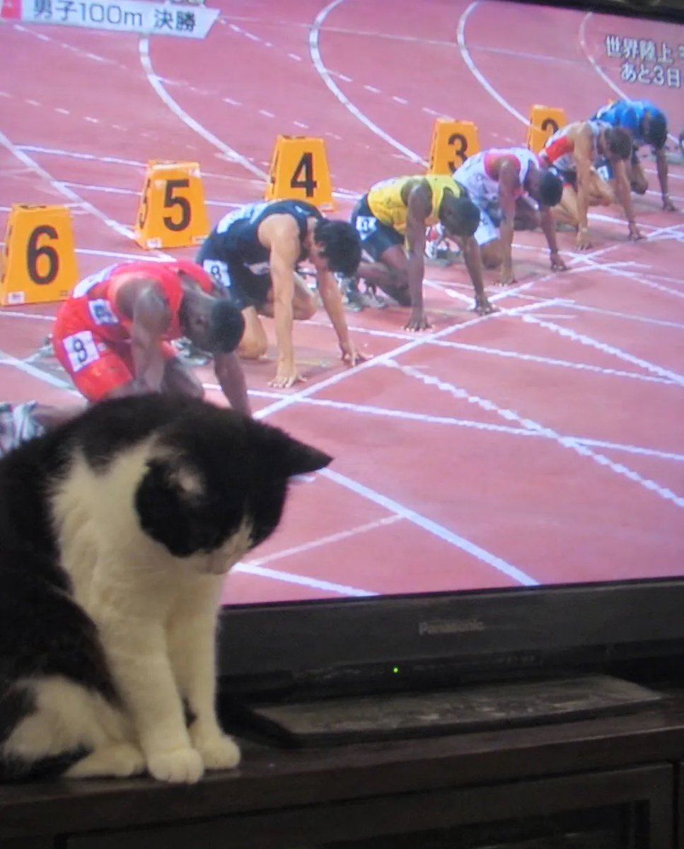 catsgraph tweet picture
