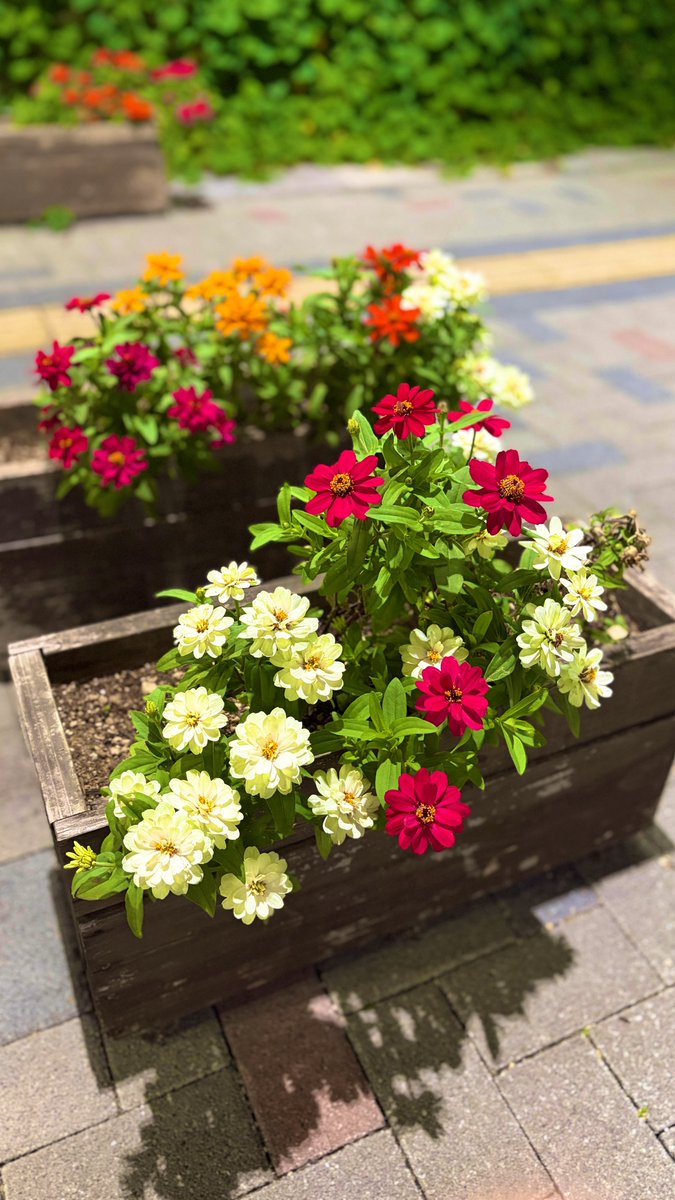 Sj_Q89's tweet photo. 今日はゆっくりしてました
昨夜、広場で咲いてたお花
#TLを花いっぱいにしよう https://t.co/RkXSMvNcmi