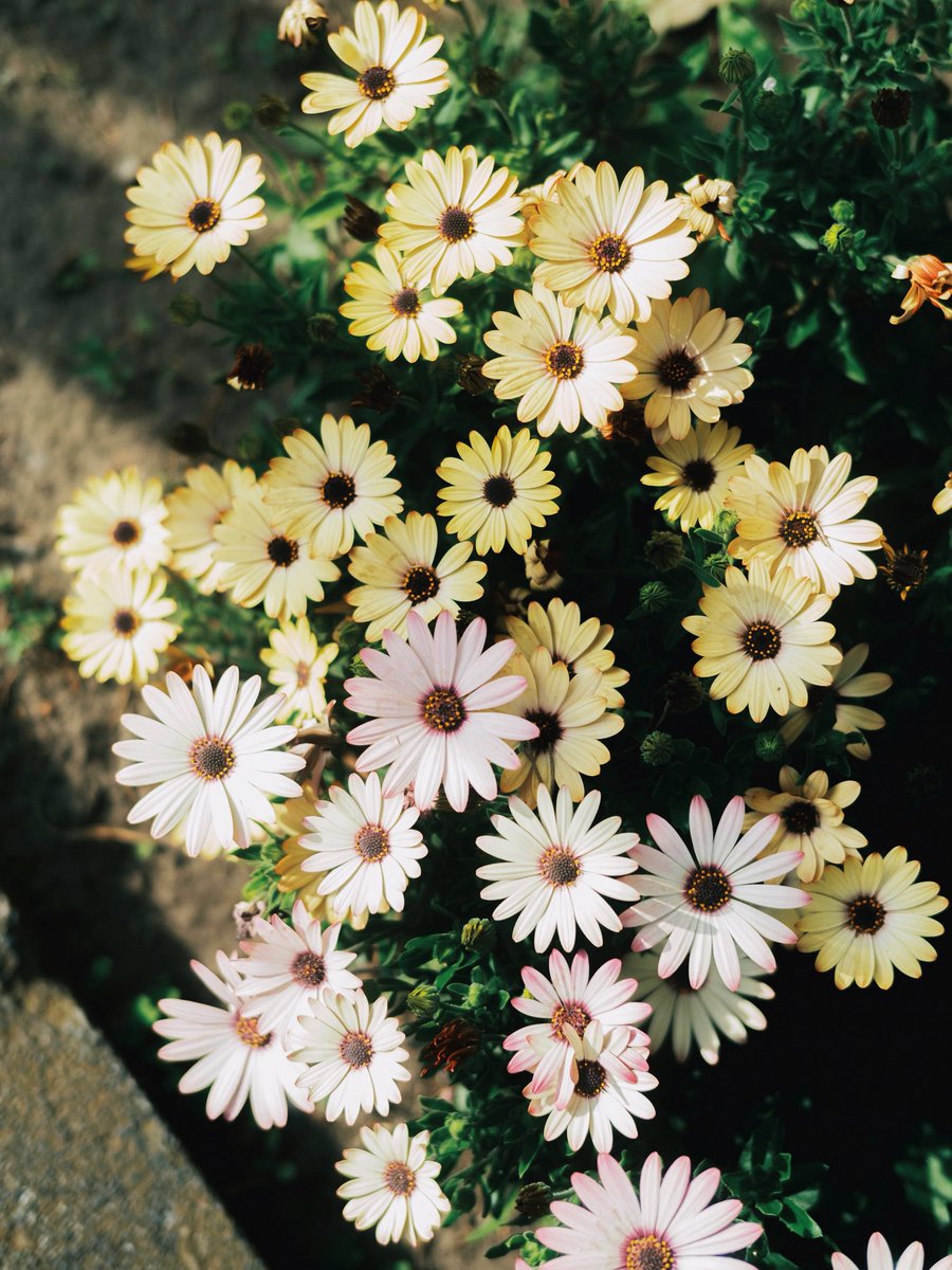 hinamin012's tweet photo. FUJIFILM https://t.co/zXgQeTpBZ5