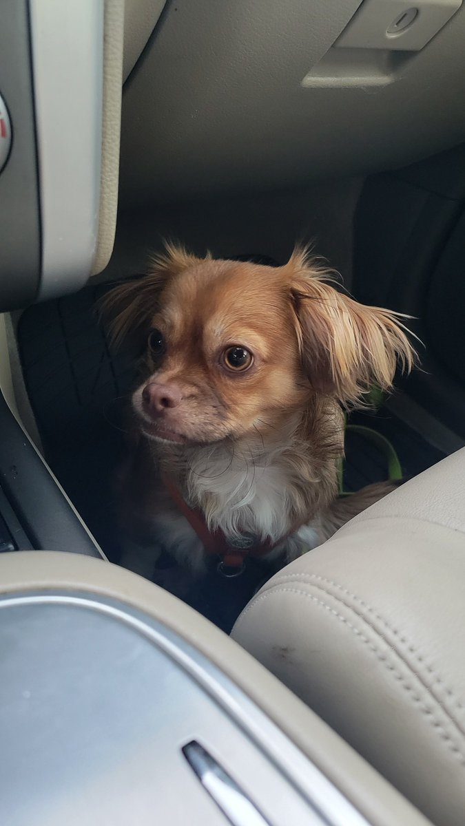 Eros_B23's tweet photo. Four paws. Zero plans. Full send. 🐾😎

Road dog doesn't ask for the destination. He's just here for the adventure.

#roaddog #dogsoftwitter #rideordie #connect https://t.co/yIUThrGAKD