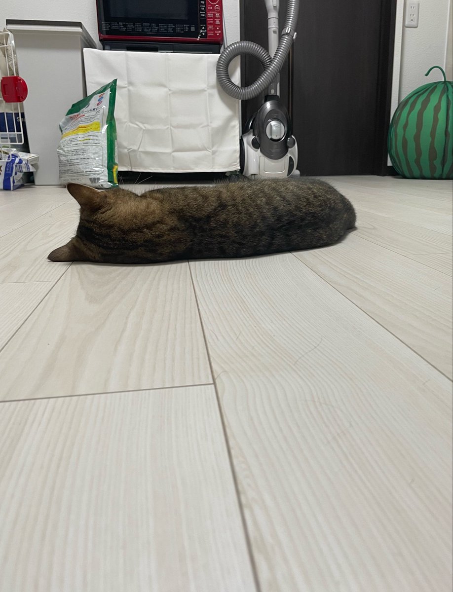 MiniraDiary's tweet photo. これは、怒られて不貞腐れている猫 https://t.co/EVpqiw84DX