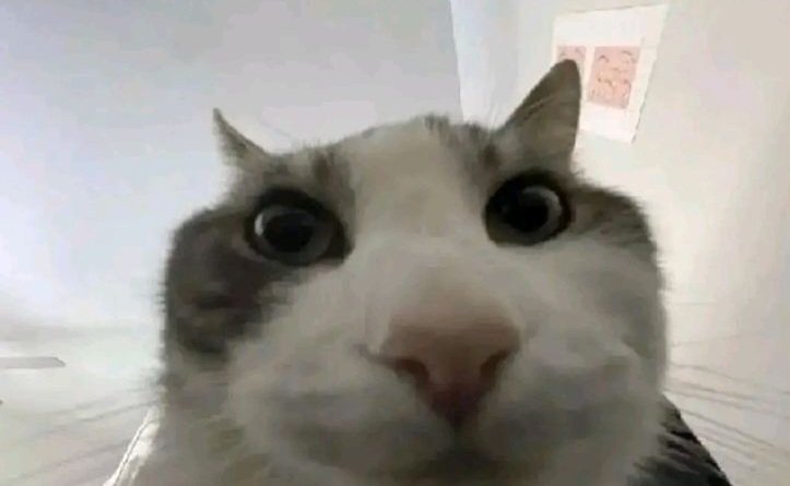 foxmane_'s tweet photo. @spoontism_ be me
no stupid questions subreddit
post a question
look in the comments
"what a stupid question"
removed
banned from the subreddit
banished
excommunicated
account nuked
ip-range blocked
got sent to a penis explosion chamber to have my penis explode https://t.co/1FTXtVPadq