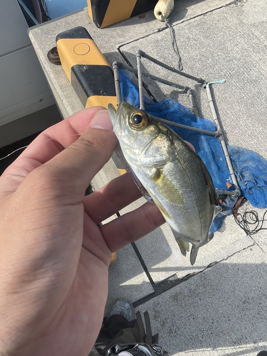 basashi_fishing's tweet photo. ガラカブ、キビレ、スズキ、スズメダイ、ヒイラギ、ヒラ、ガザミの七目釣りでした https://t.co/76AyeTgN68