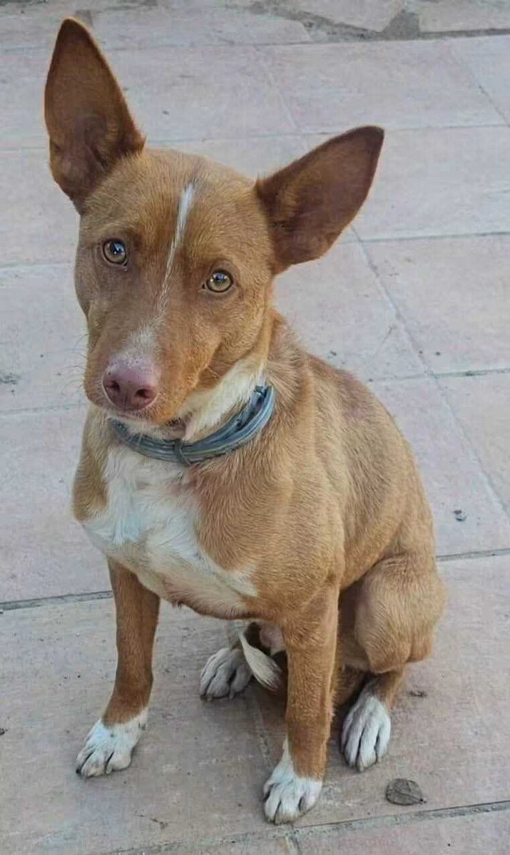 AsociacionADAT's tweet photo. COCO, macho de unos 3 añitos.

Está sano, analíticas perfectas.

Vacunado y desparasitado.

Muy buen carácter aunque asustadizo. 🥹😇

Hay que tenerle paciencia y enseñarle a perder la desconfianza.

#Valencia

WhatsApps contacto:

☎️ 662 68 17 99 / 627 62 78 35 https://t.co/r4ggL8RMu6