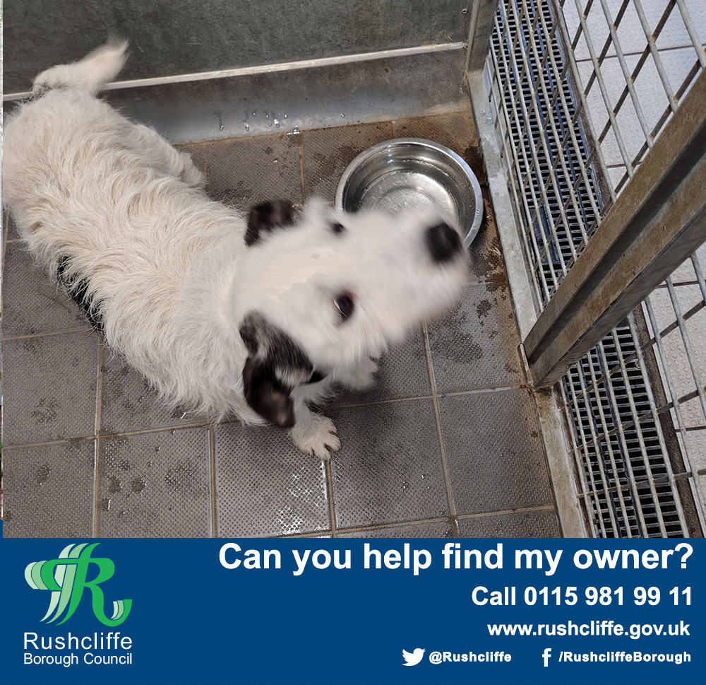 Rushcliffe's tweet photo. This friendly Jack Russell Terrier was found between Radcliffe-on-Trent and Shelford on Saturday October 17. Please help us find his owners by sharing this post. https://t.co/10TrgUQxh7