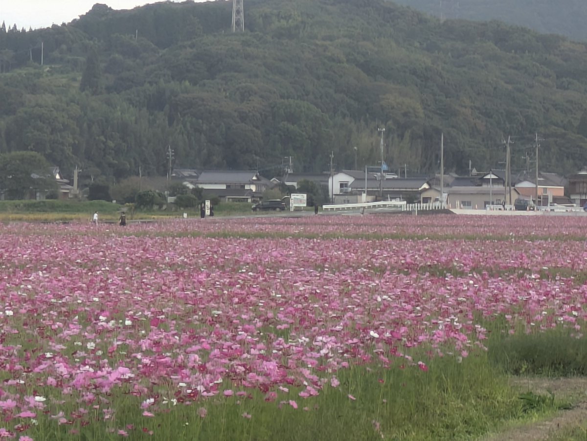 AmethystOtoki's tweet photo. 姫島からの帰りに中津市三光で
コスモス園があったので立ち寄りました

アクスタくらい持ってくればよかった⋯ https://t.co/hqNhM5iN2i