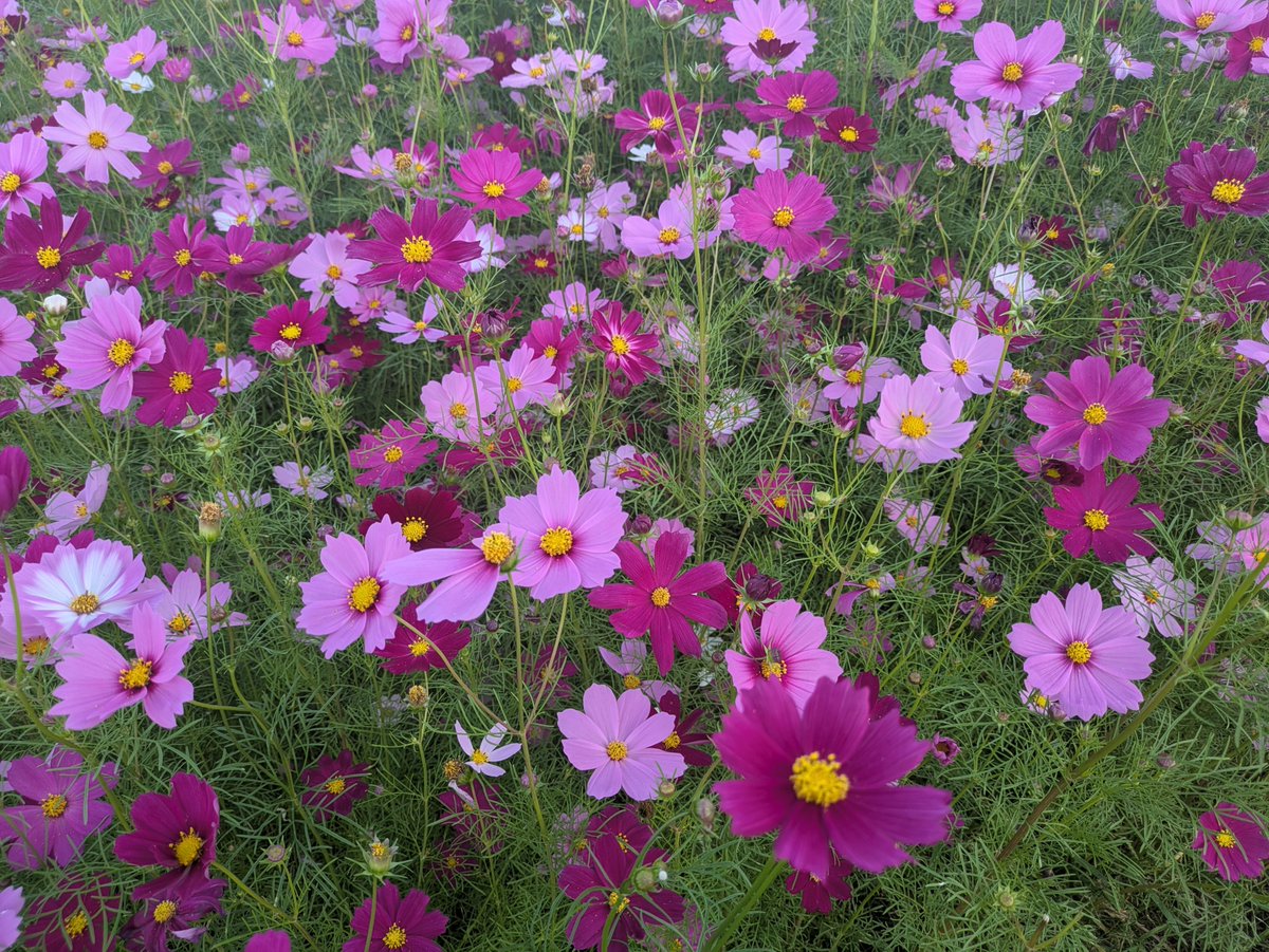AmethystOtoki's tweet photo. 姫島からの帰りに中津市三光で
コスモス園があったので立ち寄りました

アクスタくらい持ってくればよかった⋯ https://t.co/hqNhM5iN2i