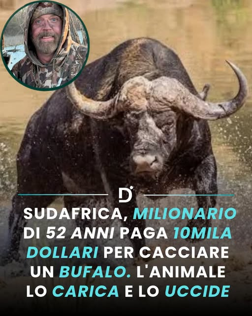 pierpi13's tweet photo. Era partito dal Texas per un safari di caccia da circa 10.000 dollari. Ma l'animale che voleva abbattere ha finito per ucciderlo.
Asher Watkins, 52 anni, milionario americano e appassionato cacciatore, è morto il 3 agosto 2025 nella provincia di Limpopo, in Sudafrica, durante una battuta di caccia grossa.
L'uomo stava seguendo le tracce di un bufalo africano dal peso stimato di 1.300 chili, accompagnato da una guida professionista e da un esperto tracciatore.
Improvvisamente, l'animale si è voltato e lo ha caricato a una velocità stimata di 56 chilometri orari. L'impatto è stato devastante. Watkins è morto sul colpo.
Secondo gli organizzatori del safari, il bufalo non era ferito e l'attacco è avvenuto senza alcuna provocazione immediata. L'animale, tuttavia, era inseguito dai cacciatori.
Watkins era un imprenditore immobiliare texano, conosciuto per la sua passione per la caccia ai grandi animali selvatici. Lascia una figlia adolescente.
La vicenda ha suscitato un acceso dibattito internazionale sulla caccia ai trofei e sui rischi che comporta. Fonte: The Guardian, 6 agosto 2025; The Independent, 6 agosto 2025