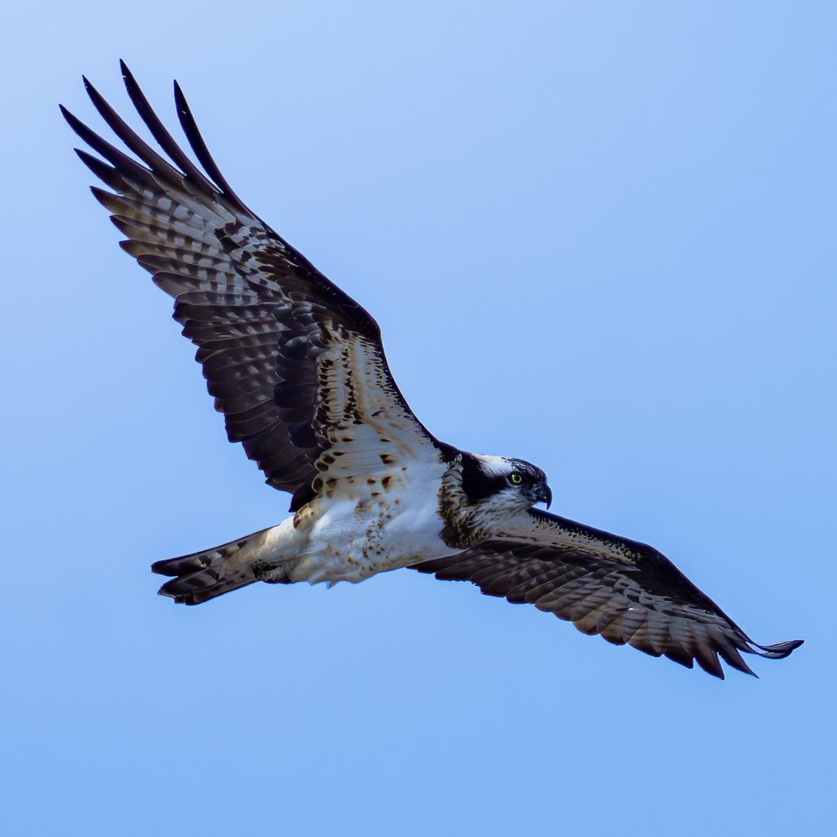 raptor_m2's tweet photo. #ミサゴ #猛禽類 #野鳥 #bird https://t.co/OpIYUbg2cY