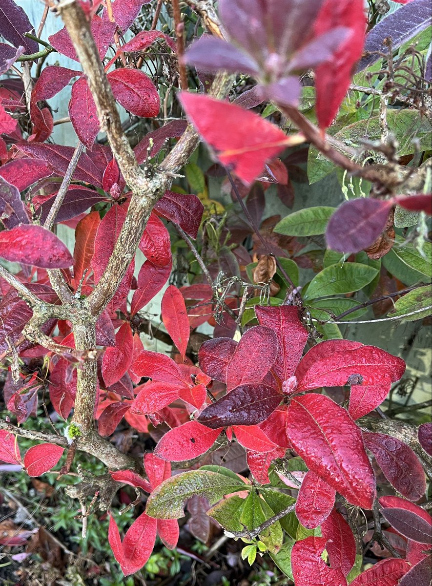 Libbyextra's tweet photo. A significant frost this morning. -0.8°C. So The Small Acer now has a jacket, the beautiful Azalea is providing colour from its sleeves. Not forgetting another bowl of apples to help keep the doctor away!😉 https://t.co/rrWOhoalSR