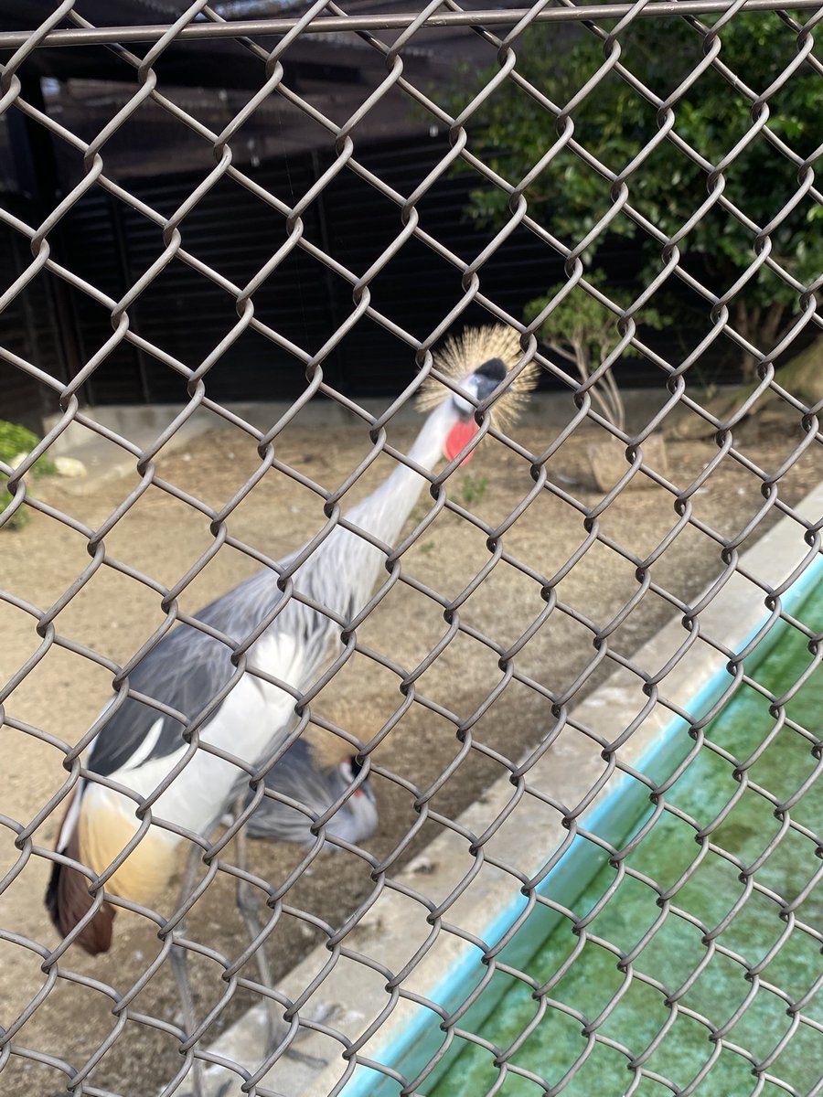 T2_0707's tweet photo. ミュージシャンキングみたいな鳥おった https://t.co/lvfdOUsYmi
