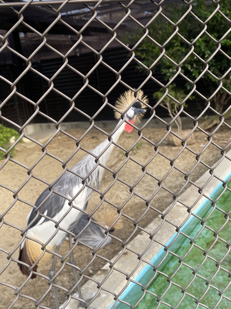 T2_0707's tweet photo. ミュージシャンキングみたいな鳥おった https://t.co/lvfdOUsYmi