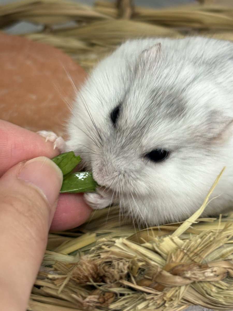 2828hamster's tweet photo. 🐹とうみょう...あんま すき ちがう
🐹もやし！もやしはすきです！ https://t.co/H3zuangjBt