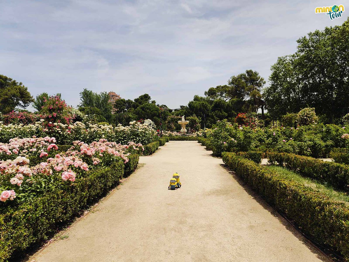 MiniOnTourES's tweet photo. 🌹 Hay rincones de #Madrid que parecen transportarte a otra época. La Rosaleda de #ElRetiro es uno de ellos: aromas, colores y jardines diseñados por Cecilio Rodríguez. ¿La conoces? 🙄
➡️ https://t.co/bACqmoyU4E https://t.co/JfAZXMYg8n