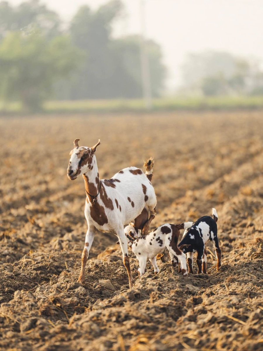 Elina_Ox's tweet photo. A mother’s love doesn’t need words, a home, or a perfect world. Sometimes, it’s simply walking through a field while making sure her little ones are never far behind. https://t.co/RHmOYOMR7A