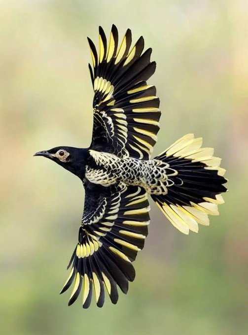 Rainmaker1973's tweet photo. This Regent Honeyeater is pure magic. 

It's one of Australia’s most endangered birds, and moments like this remind us why they’re worth protecting.

[📸  jan_wegener_] https://t.co/iRCmN7QwMB