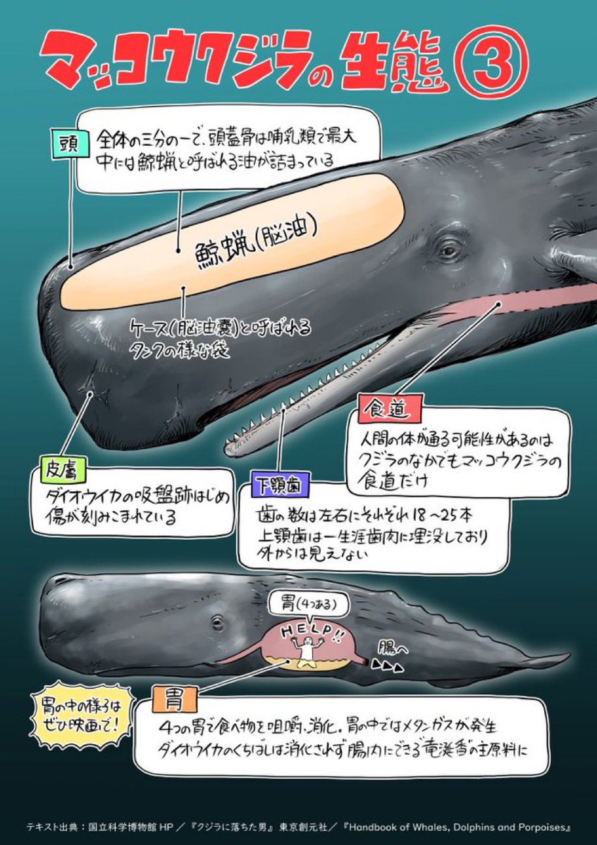 Kojima_Hideo's tweet photo. 「クジラに落ちた男」を観た。原作でもあるダニエル・クラウスの小説を、随分と前にいただいていたのだが、時間が取れずに未読だった。原作者も脚本に参加していた。鯨と人間のスタインベック風な生態系としての関わりと父親と息子の家族としての繋がりをメタ風に描いた文芸的な映画だった。視覚効果も素晴らしかった。ただしばらく、イカは喰えない🦑。

僕は鯨が好きだ。僕のゲームには鯨が多く登場する。小学生低学年の時に、学校の自由研究で鯨の生態を調べてから、哺乳類としての巨大さと海洋生態系の象徴的なアイコンとして惹かれた。

MGS2では巨大なアーセナルギア(デジタル情報を飲み込む鯨)にライデンが飲み込まれ、消化され、排泄される。MGSVでもデスストでも鯨に触れている。メルヴィルの「白鯨」の引用もある。

パンフレットが生産されていなかったのが、残念🐳。