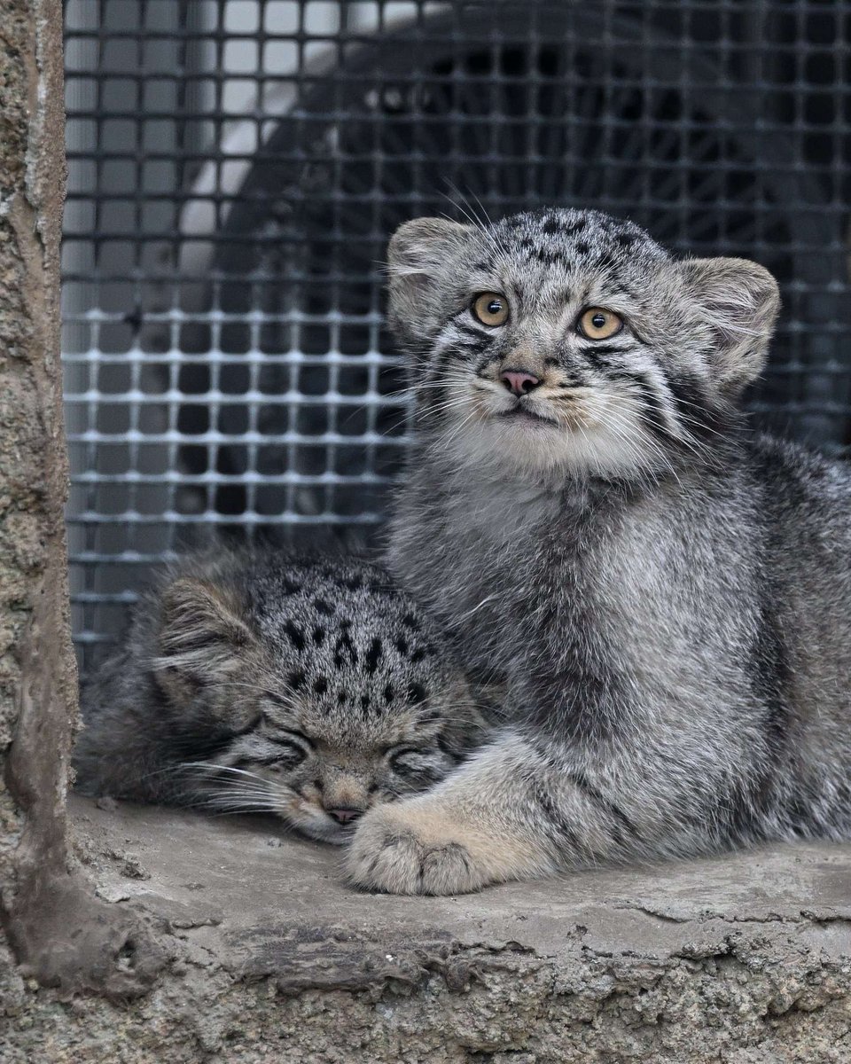 _Robert_Paul2_'s tweet photo. Manul Morning #manul https://t.co/yjoB6J2kqS