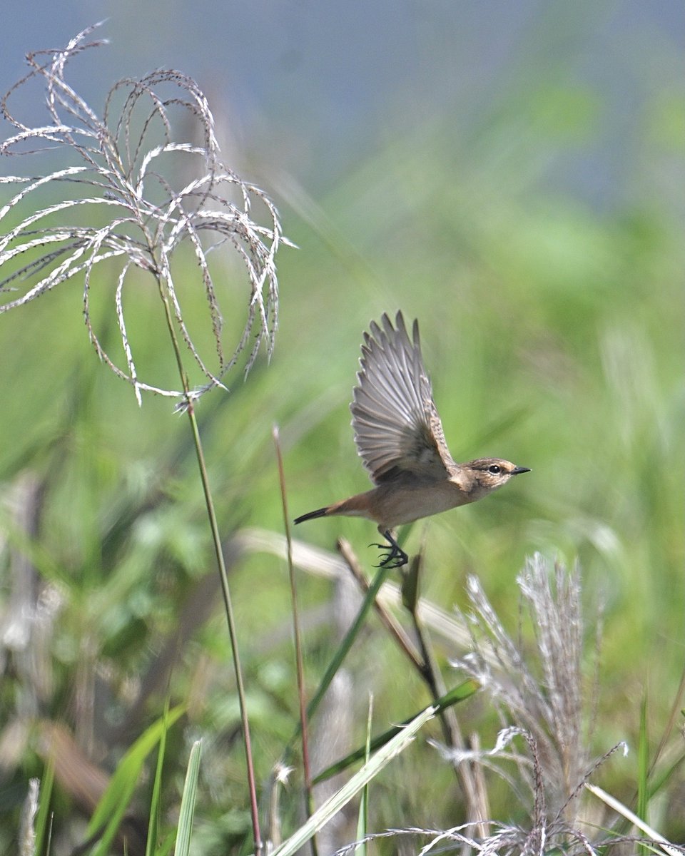 morino_komichi's tweet photo. 家の近くの河川敷にて🐦️🌾ノビちゃん居てるよーと、地元の鳥友さんに教えていただき🙇（10/11撮影）１週間行けてないけど…もう旅立っちゃったかしらね🪶無事越冬地にたどり着けますように…🙏✨️

#ノビタキ #野鳥 #ファインダー越しの私の世界  #z50ii #野鳥のいる風景 https://t.co/UevmWylId8