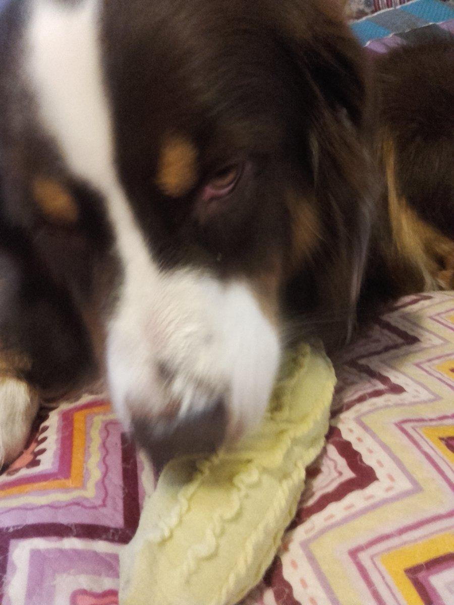 Dexter06082013's tweet photo. 2016, sein Blick sagt alles. Diese blöde Socke muss weg... https://t.co/1n2SEgSj5N