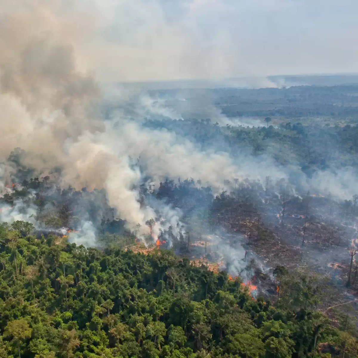 akunhewan's tweet photo. hutan hujan tropis kuno di kalimantan diperkirakan berusia 140 juta tahun, lebih tua dari hutan amazon.

hutan-hutan ini dialiri sungai purba yang sangat besar dan panjang.

ini menjadikan kalimantan sbg salah satu pusat keanekaragaman hayati terbesar di dunia, dan banyak yg berstatus endemik: hanya bisa ditemukan di sana.

dari seluruh jenis tanaman yg ada di dunia, 10% spesiesnya tumbuh di kalimantan. keragaman jenis pohon di kalimantan jauh lebih banyak dari spesies pohon yg ada di benua eropa.

dari seluruh jenis mamalia yg ada di dunia, 12% spesiesnya hidup di kalimantan. 17% spesies burung ada di kalimantan. 16% spesies reptil & ampibi ada di kalimantan.

ini menunjukkan betapa kaya dan beragamnya flora & fauna di kalimantan.

sayangnya, hampir semuanya sekarang dalam kondisi yg terancam hidupnya. jumlahnya semakin sedikit, dan ruang hidupnya semakin sempit.

jika mereka hilang, seluruh dunia juga ikut kehilangan, karena sebagian dari mereka hanya bisa ditemukan di sana.

kalimantan pernah diberi gelar "paru-paru dunia" bukan tanpa alasan, tapi sekarang kita rela membakar semuanya dan menukarnya dengan kebun sawit...

tapi siapa yang peduli.

#ratapanhariini