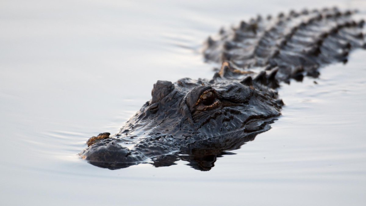 KAGSnews's tweet photo. A 71-year-old man was killed by an 11-foot, 8-inch alligator while fishing at a Florida park, marking the state's second fatal attack this year. (Adobe Stock) https://t.co/bm9PmlIwGY