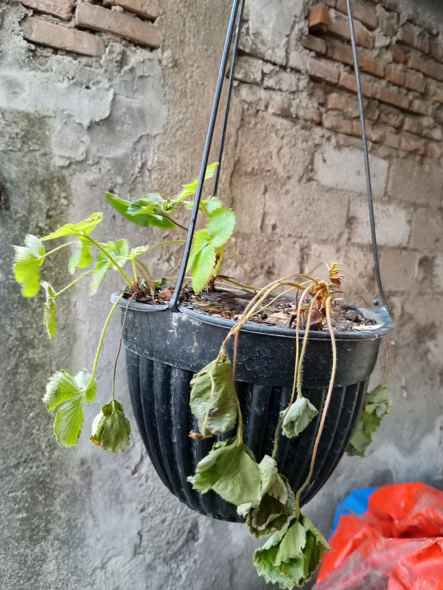 cintadimsumm_'s tweet photo. from this 🌱☘️😻                           to this🍂🥀🥹 https://t.co/DXisVOjjub