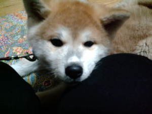 sei_hiyo's tweet photo. 2代目、生後多分2ヶ月くらい？
ペットショップの前に捨てられた子。 https://t.co/vq0V07I2mS