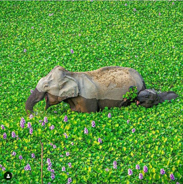 MelsBracelets's tweet photo. Asian Elephant &amp; Calf - Kaziranga National Park, India #wildlifephotography #wildlife #NaturePhotography #naturebeauty #naturevibes #naturescenery #India #subcontinent #Asia #elephant #spaday #hyacinth #kaziranga #nationalpark https://t.co/PjZz42w6Mv