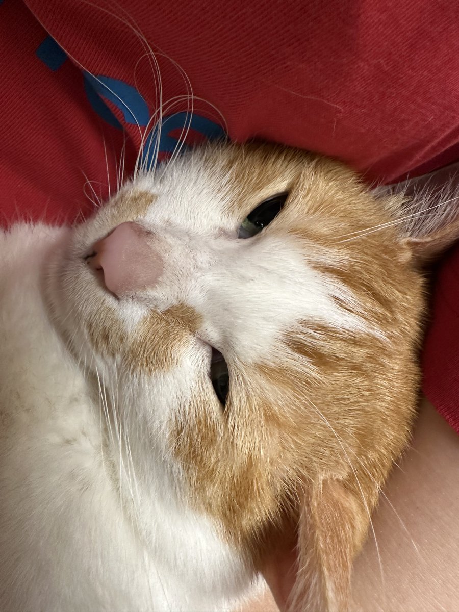 jokjok's tweet photo. 너 진짜 너무한다 
누나의 뽀뽀를 피해 점점 파묻히는 걸 선택한 너 https://t.co/n3u5z219CY