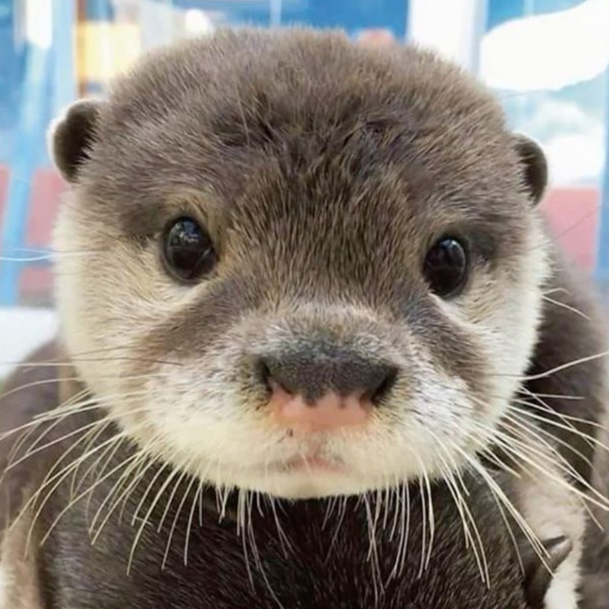 nodiverns's tweet photo. he’s like if an otter wished to be human https://t.co/ISwKvR2rLb