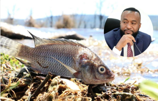 ntvkenya's tweet photo. Catch of controversy as Joho opens Lake Nakuru to fishermen despite toxic fish warnings 

https://t.co/JxUty53kT8 https://t.co/ByuqKIiU17