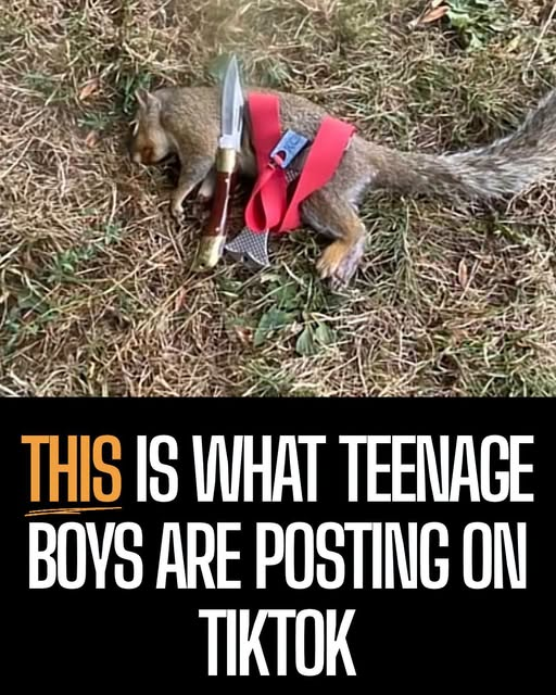 tiger26931's tweet photo. This poor squirrel - photographed with a catapult and a knife on her - lost her life so that kids could gain online status
Teenagers are bragging about targeting urban wildlife, treating real lives as a real-life video game.
https://t.co/ymzpzVN99k https://t.co/Zq2DnLHOGM