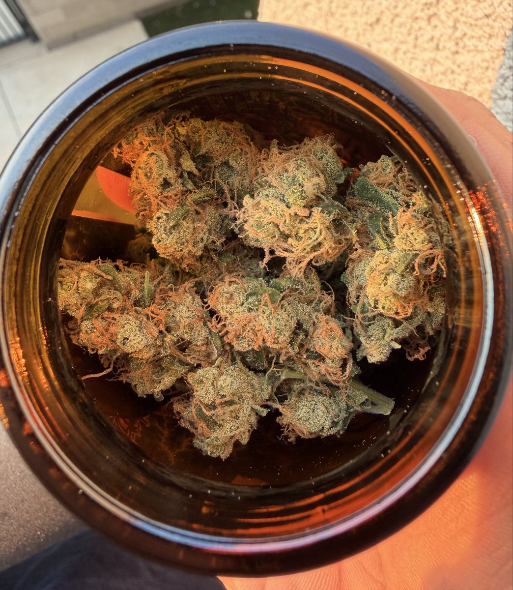 B58_TX's tweet photo. Gaby Staten Island Sour Diesel 

@sonofodingarden 
@TheGoodFellasNJ https://t.co/LooyHqus7o