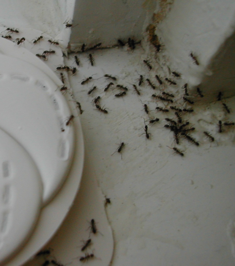 yakoradio's tweet photo. Y'all. There's an actual ant WAR going on in Southern California 😭
Rival Argentine ant supercolonies fight at their borders. One study near San Diego estimated at least 15 million workers killed in six months.
If ants were our size, how long are we lasting?
#WeirdNews https://t.co/XfpA2yDTFM