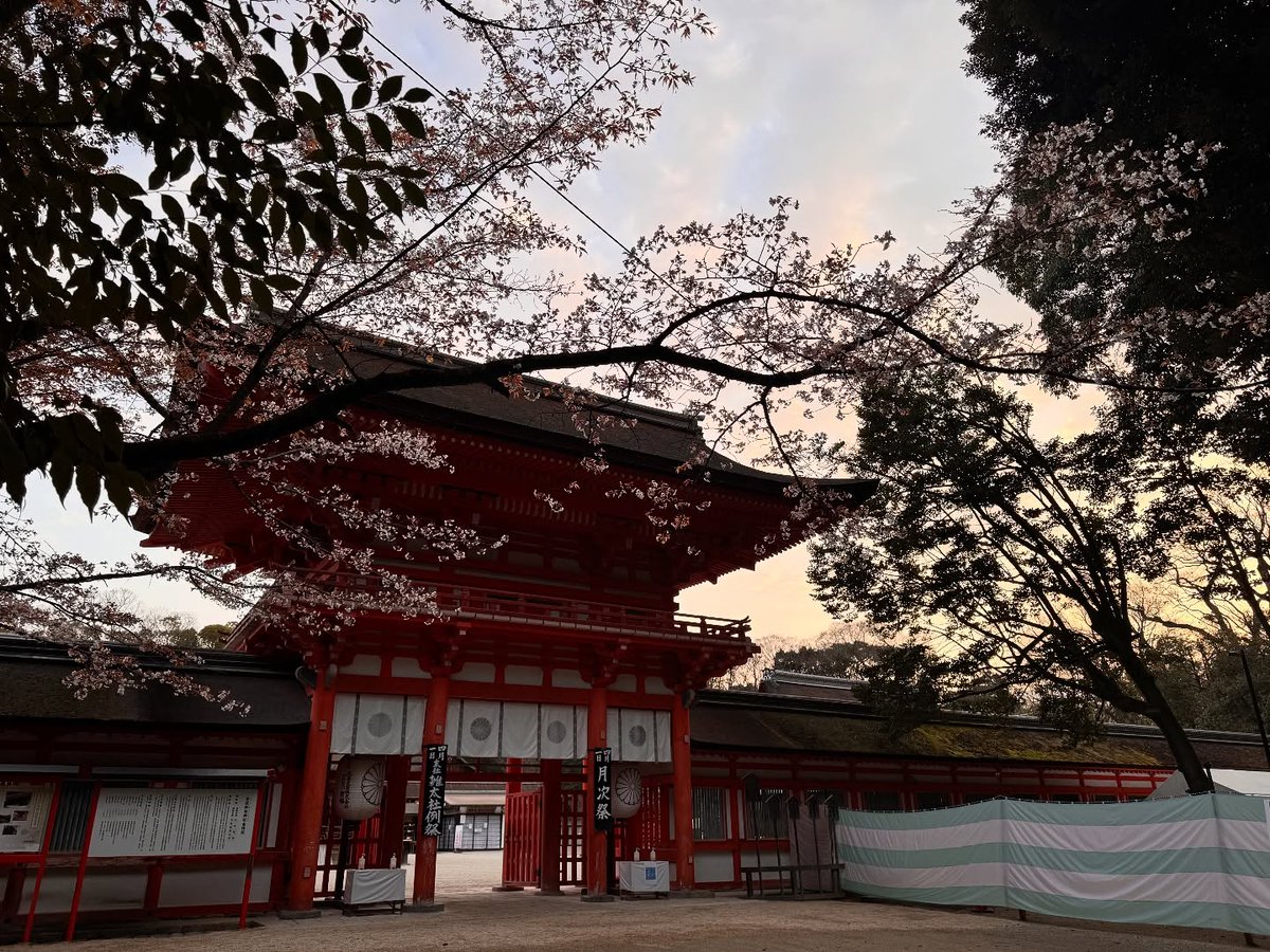 gomesfontes's tweet photo. Sunrise over Kyoto’s Shimogamo Shrine, framed by blooming cherry blossoms and its iconic red gate. March 31, 2024. https://t.co/18ENHnFu0p