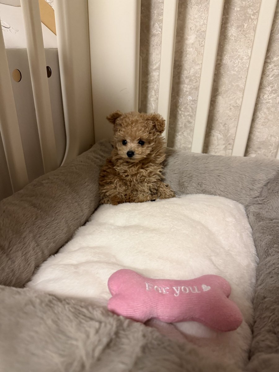 agd_kj's tweet photo. ヤバいたまらん♡
新しい家族できました🐶♡ https://t.co/K1PaNusYH8