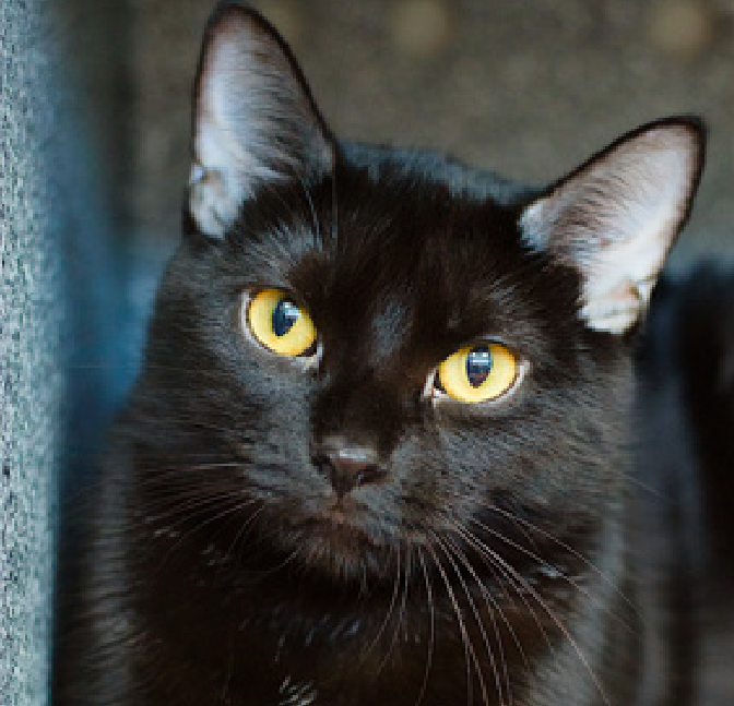 JLthekid9999's tweet photo. 🆘🆘 OREO GIRL (ID 261650), 4 YO, FEMALE– IN QUEENS ACC - came into the shelter as a stray on 8/16/2026.  🆘🆘 😿 😿 😿 😿

➡️TBD 10/20/26

➡️ NEW HOPE PARTNER RESCUE ONLY

➡️ TOO LOW ON PLEDGES TO STIMULATE RESCUE INTEREST

➡️🆘🆘 8TH Chance on Emergency Placement List – HIGHLY UNUSUAL AND SHELTER AT MAXIMUM CAPACITY- NOW IS THE TIME TO ACT/HELP OREO GIRL- HIGHEST EU/SILENT KILL RISK–🆘🆘 😱🔥🔥😱

➡️ 64 DAYS IN SHELTER – TOO LONG – TIME IS RUNNING OUT

➡️ OREO GIRL IS ON THE EPL FOR BEHAVIORAL REASONS -She is not thriving in the care center and continues to display challenging behavior during interactions. She is extremely intelligent and high energy, and needs to expend energy constructively with interactive play sessions 3-4X/day. In addition to playtime, this cat would also benefit from mental exercise from activities such as puzzle toys/games, lick mats, or clicker training. Without providing activity for her mind and body, the cat may react with rough play, potentially resulting in bite/scratch incidents.  This designation often means that the cat will be given very little time for rescue/foster/adoption.🔥🔥🔥🔥

Oreo Girl is displaying behaviors that preclude placement in the adoptions room and/or may require further investigation before placement in a home. She has tried to scratch and bite in the shelter environment and does not currently tolerate petting or handling. 💔😿💔😿

NEEDS OUT OF SHELTER ASAP –

Please RT or pledge, if you can, to save this little one.

@AdamsPaulGrimke
@mehser12

💔😿🙏Thank you