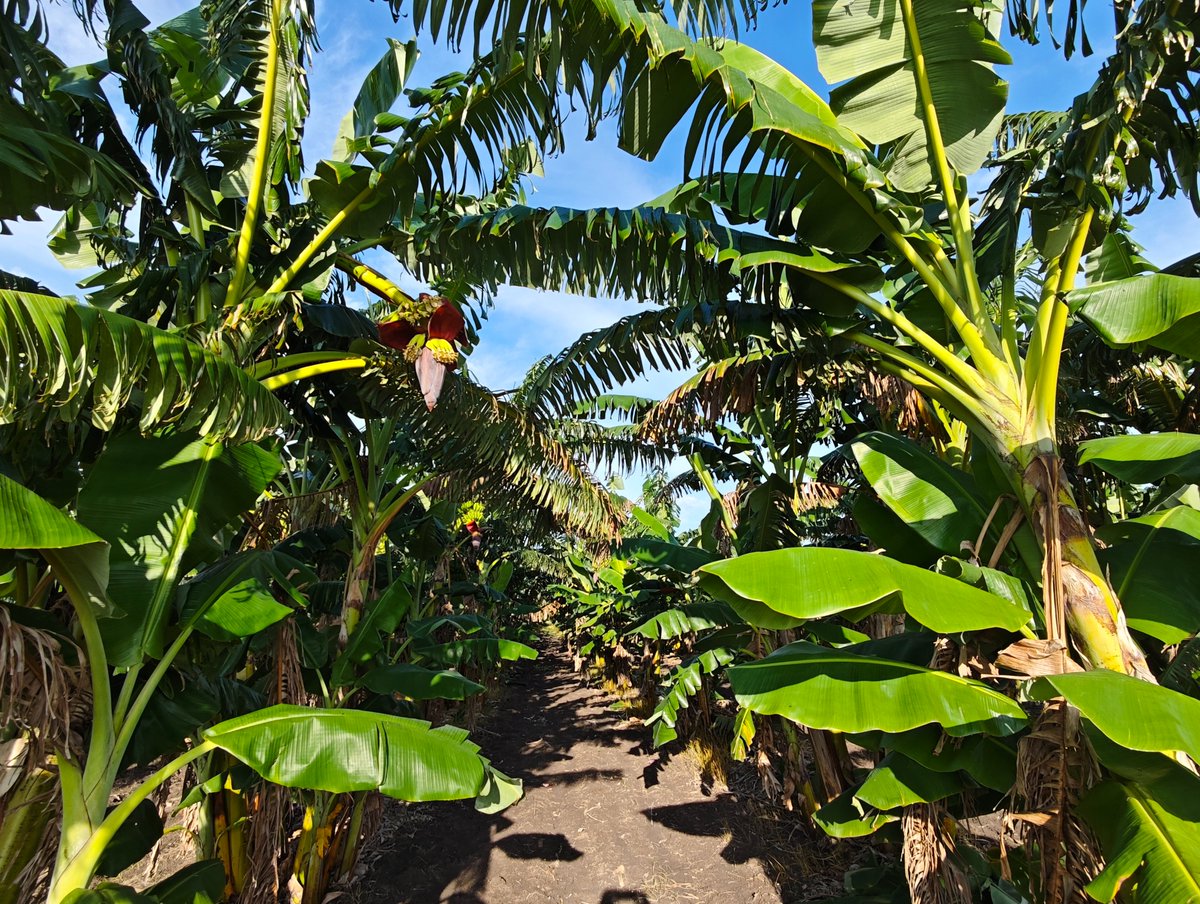 LorenzoOsbel's tweet photo. En Manatí la siembra y producción de alimentos es prioridad número uno #LasTunas #PorLasTunasLaVictoria #SíSePuede https://t.co/cqRyySgKFt