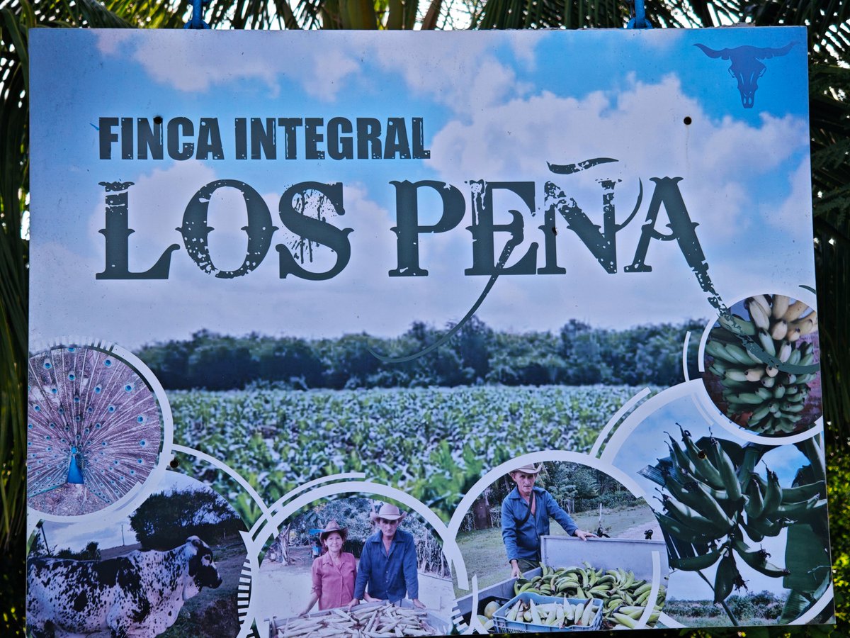 LorenzoOsbel's tweet photo. En Manatí la siembra y producción de alimentos es prioridad número uno #LasTunas #PorLasTunasLaVictoria #SíSePuede https://t.co/cqRyySgKFt