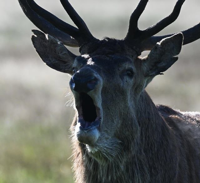 Deerpostss's tweet photo. AAAAAAAAAAAAAAAAAAAAAAAAA https://t.co/PjOgWylu23