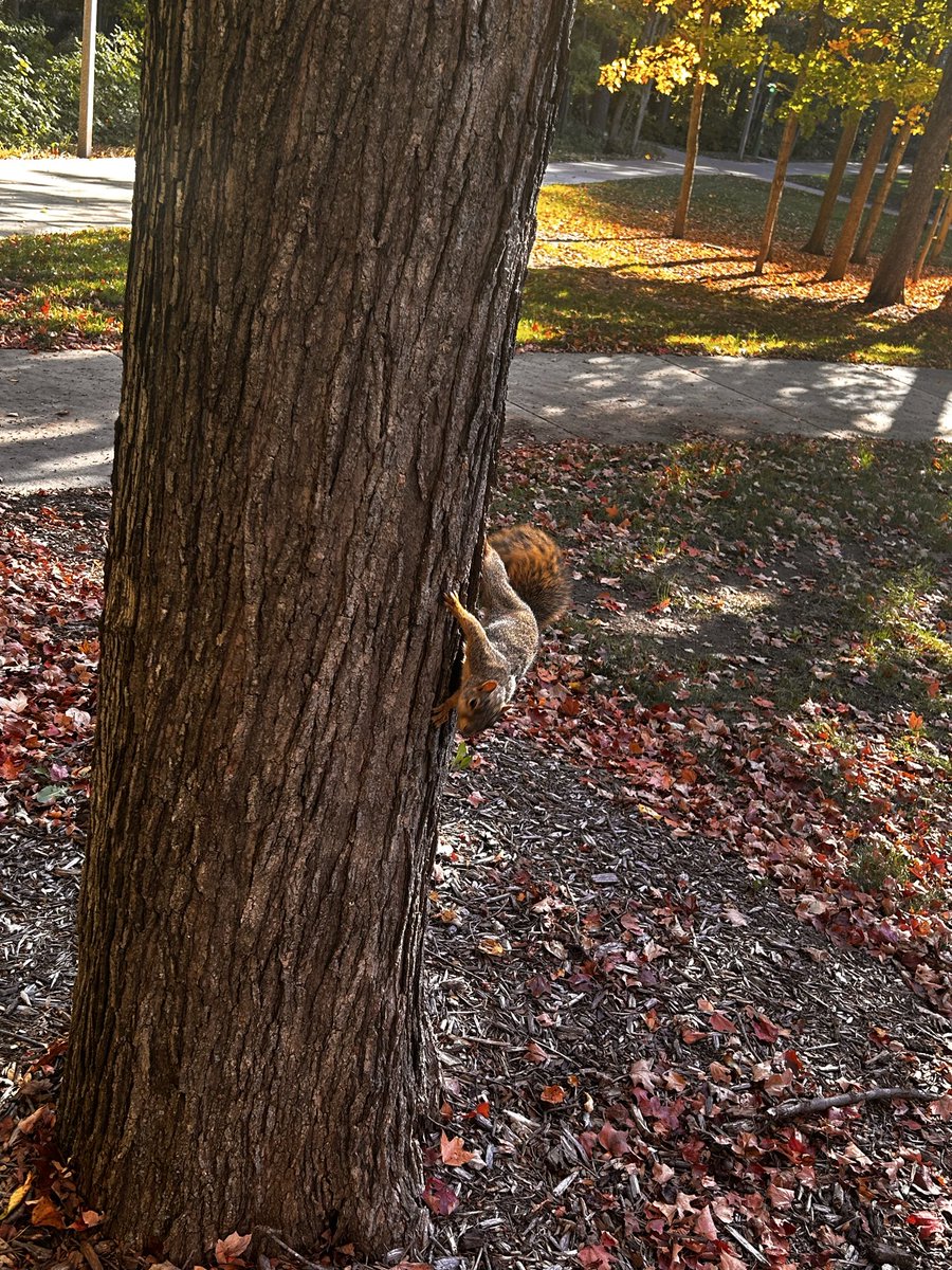 imjustsosillyyy's tweet photo. reminder that this acc is more than nsfw and i will post anything!! squirrel!! https://t.co/BTVaiCnNTH