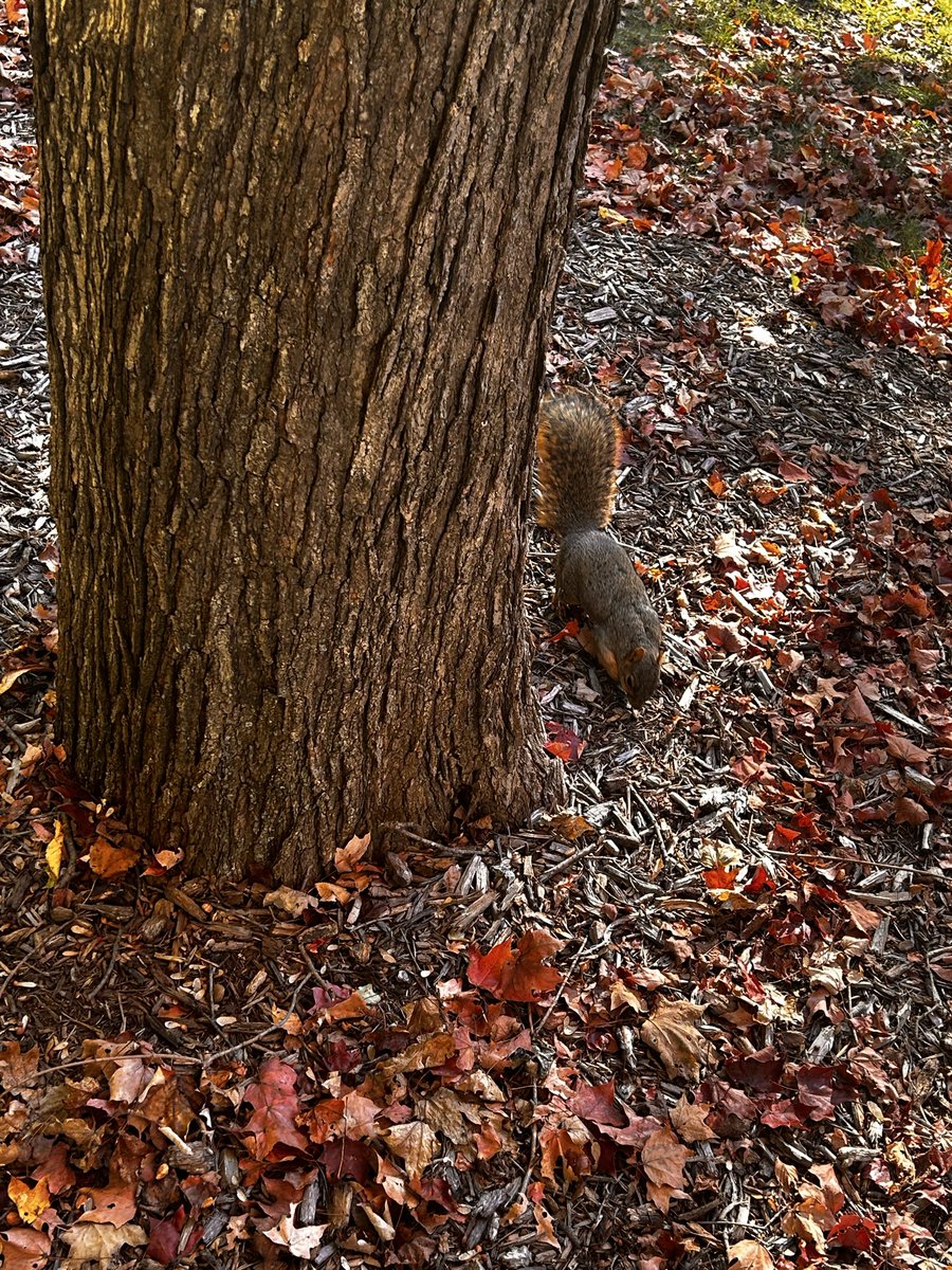 imjustsosillyyy's tweet photo. reminder that this acc is more than nsfw and i will post anything!! squirrel!! https://t.co/BTVaiCnNTH