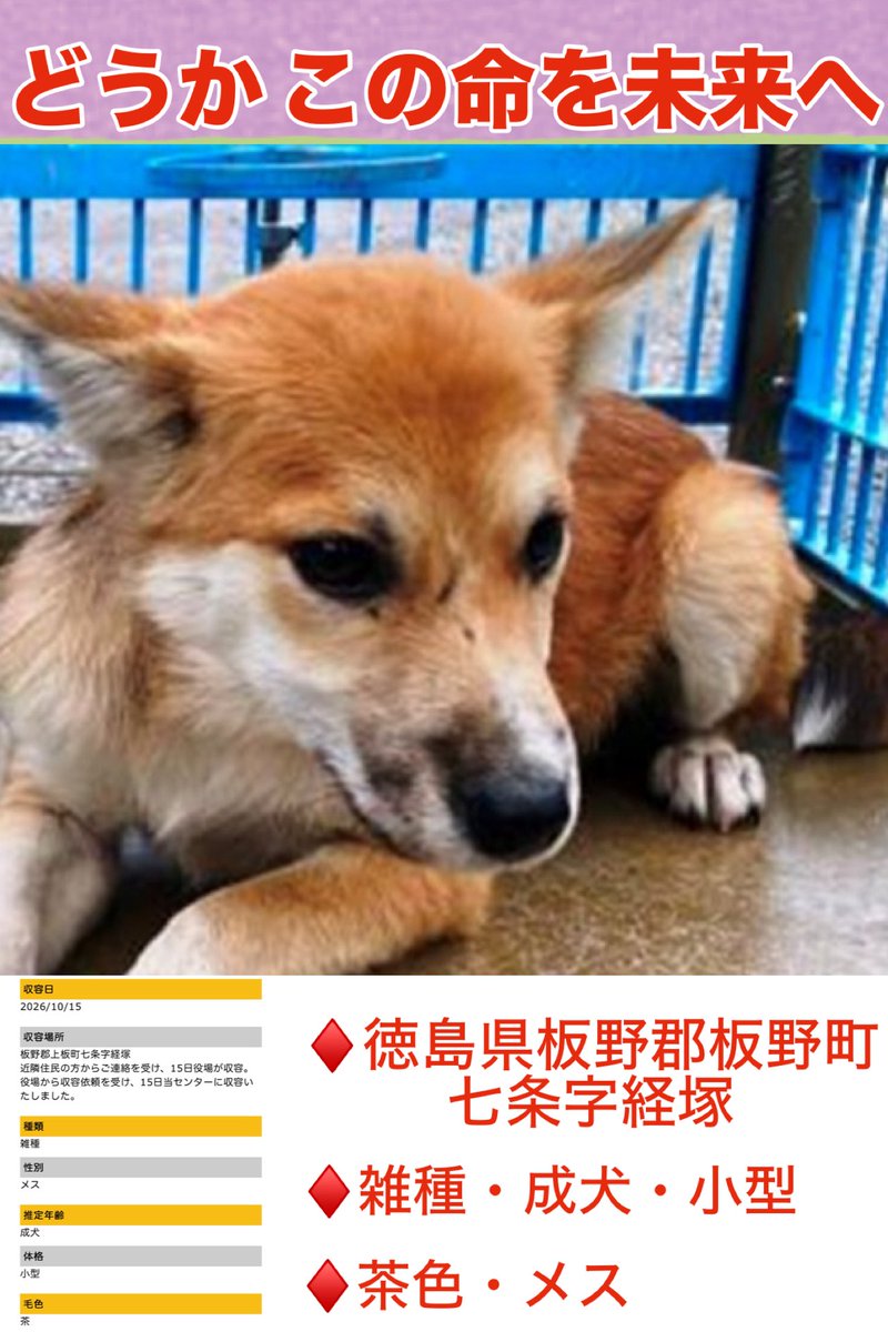 Rubylov65969168's tweet photo. 🆘徳島県動物愛護管理センター🆘

🚨 この子の瞳に  いったい何が映って
      いるのだろう…🚨

顔には小さな傷がいくつか見られます
何があったのかは分かりませんが
この悲しそうな表情が気になって仕方が
ありません‼️‼️

この子の命を  ここで終わらせたくない‼️
この子だって  生きたいはずです

怖い思いをしたのなら  これからは安心して眠れる場所で過ごしてほしい

この投稿が この子と未来の家族を繋ぐ
きっかけになりますように‼️

どうか拡散のご協力をお願い致します🙏

＃保護犬  ＃徳島県動物愛護管理センター

https://t.co/bqCFv4X13q