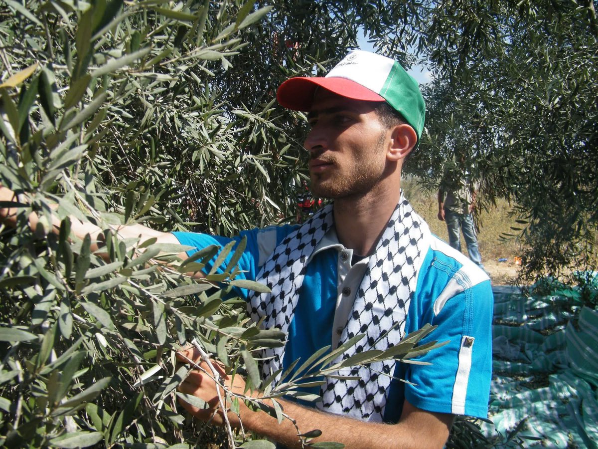 walidmahmodrouk tweet picture